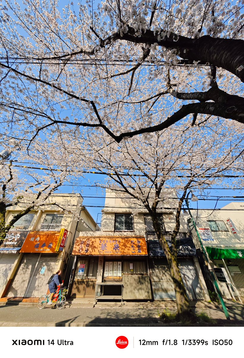 hiro_sj30's tweet photo. 大泉学園界隈の桜景色。
光学で12〜120mmが使えて、グリップとシャッターボタンとダイヤルまであると、スナップはもう #Xiaomi14Ultra だけでイイかなと思うけど、やっぱり中判とフルサイズのデジタル一眼も持ち出してしまう。 #xiaomi #練馬区 #スマホ撮影 #桜フォトグラフ #大泉学園 #桜 https://t.co/56jY8wztXU