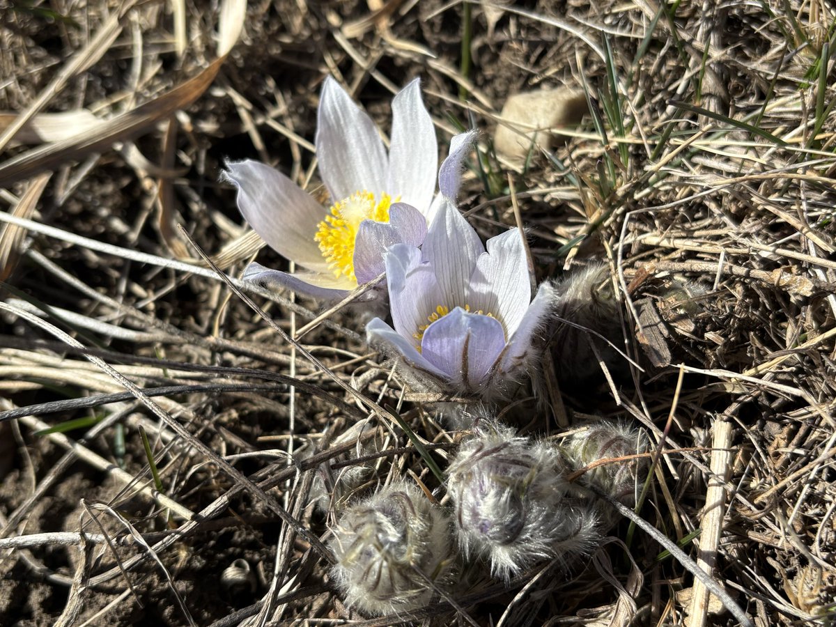 ASCConservation's tweet image. Spring returning to @ASCConservation 😊 #welcomespring #nature #foothills #alberta #conservation #outdoors