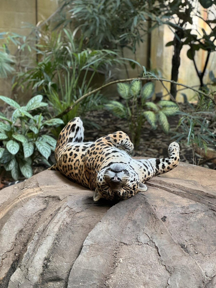 VonWilson78's tweet photo. @chesterzoo great shots from this mornings visit 🐆 https://t.co/z4opN7ZFQ4