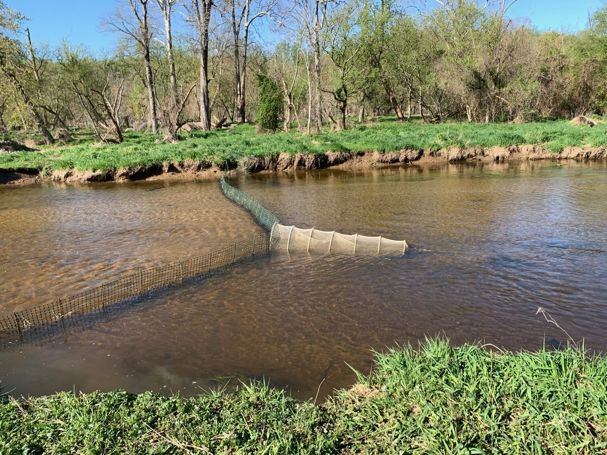 Waiting on Alewife, hoping we get some tags out tonight. ⁦<a href="/ESPMasonU/">ESP Dept GMU</a>⁩ ⁦<a href="/GMU_COS/">College of Science</a>⁩ ⁦<a href="/PEREC_GMU/">Potomac Environmental Research & Education Center</a>⁩