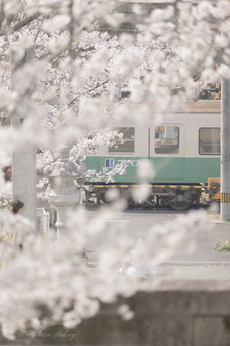 ro_rerai's tweet photo. 2025年の春も頑張りました。

#写真好きな人と繋がりたい  
#キリトリセカイ 
#サクラ
#香川県
#ファインダー越しの私の世界 
#桜
#photo https://t.co/1MBPa2DHcQ