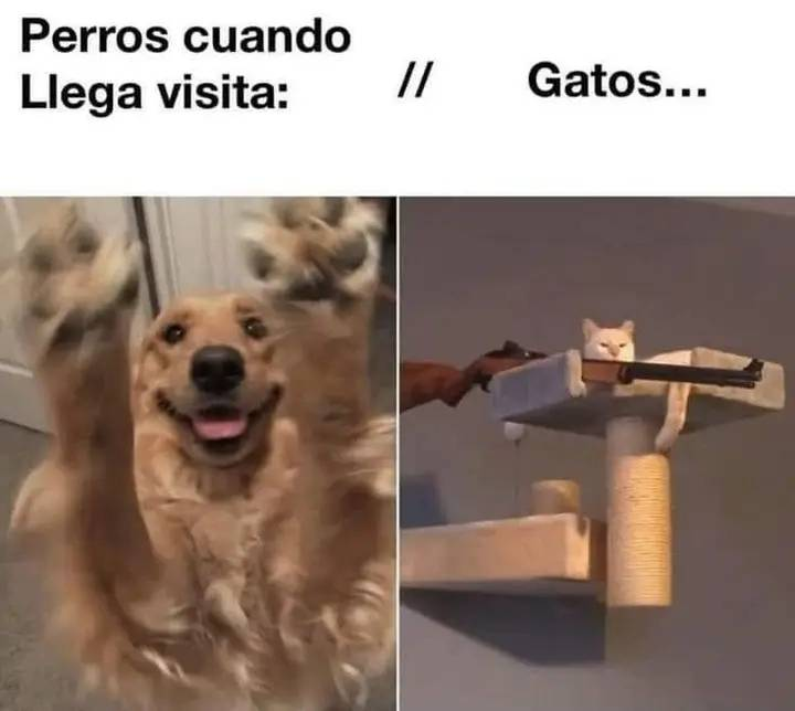 nacional_memes's tweet photo. 🐱 https://t.co/QfnCxDIf7Y