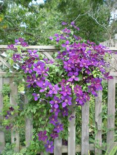 LindaMahkovec's tweet photo. The Garden House – https://t.co/SsUTAh6Ee5
$0.99 in April #readingisbeautiful #books #readingislife #midlife #homemade #booklovers #Goodreads #womensfiction #bookworms #readingworld #readinginthegarden https://t.co/pLhyVYdRtC