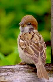 ケイちゃんページ ケイちゃん