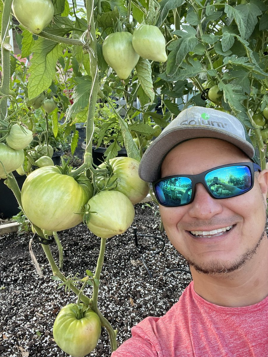I grew some organic tomatoes as big as my head and they are still growing. Bread and salt variety, I’m very impressed so far!