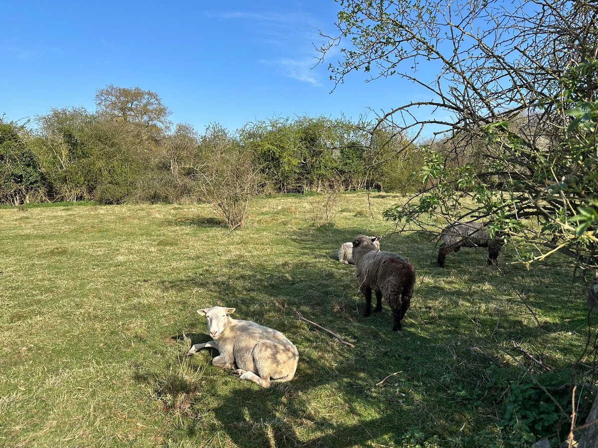 LoveGorsefield's tweet photo. 🌿 Thanks to our regular volunteer, Andy, who has trimmed back our willow maze.
🐑 His hard work was inspected by our ruminant guests, our lovely sheep.
#LoveGorsefield #volunteering #helpingthecommunity #outinnature https://t.co/rYJi8fNKYw