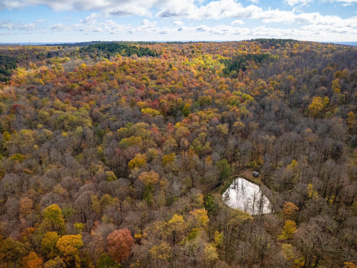 🌳 Good news for fans of James Kennedy State Forest! The Land Trust acquired 108 wooded acres in Cortland County, bordered on all sides by the state forest and acting as a buffer to the Finger Lakes Trail.

🦆 Read the story: fllt.org/land-gift-ensu…
📷 Chris Ray