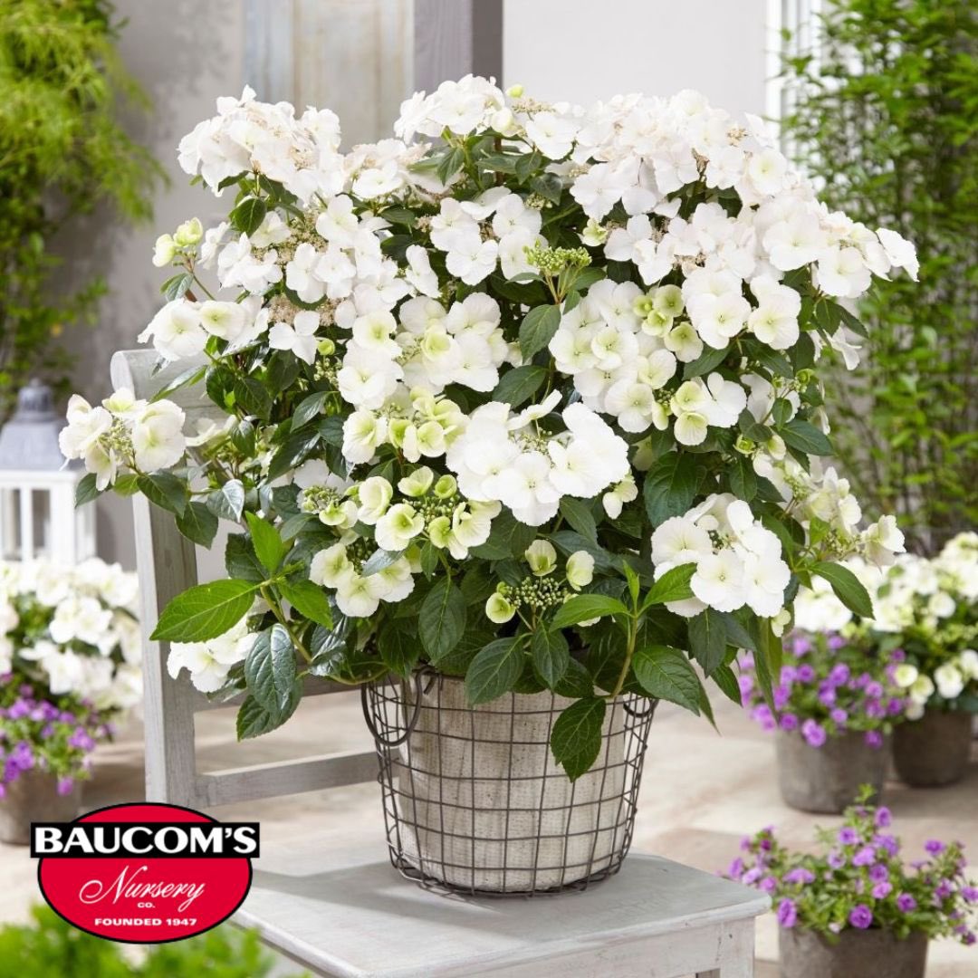 Proven Winners Fairytrail Bride Hydrangea is available now!
Meet the first ever Cascade Hydrangea available in North America! 

Visit us at baucomsnursery.com for all your WHOLESALE ONLY needs. 

#provenwinners #fairytrail #bride #hydrangea #annuals #plant #baucomsnursery