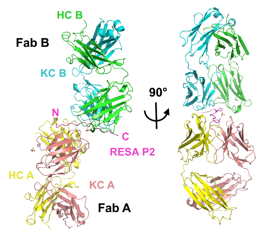 Institut de Biologie Structurale (@ibs_grenoble) on Twitter photo #IBSresults: A new method for the agnostic isolation of human monoclonal antibodies (#mAbs) reveals a mode of recognition of Plasmodium falciparum repetitive motif proteins: urls.fr/vd3oRj
#malaria <a href="/eLife/">eLife - the journal</a> #IBSresults: A new method for the agnostic isolation of human monoclonal antibodies (#mAbs) reveals a mode of recognition of Plasmodium falciparum repetitive motif proteins: urls.fr/vd3oRj
#malaria <a href="/eLife/">eLife - the journal</a>