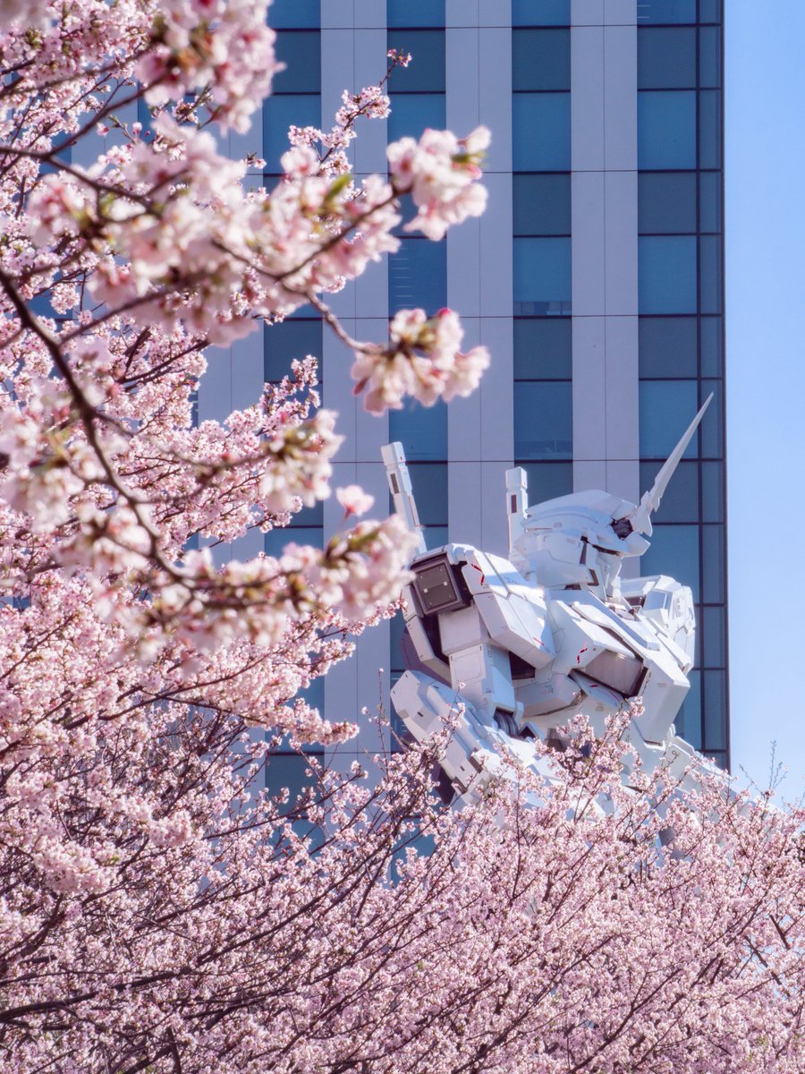 Life-size Unicorn Gundam
今朝撮影しました。
台場の桜と、実物大ユニコーンガンダム。

台場は外界より少し遅いくらいなので今が満開です。
#実物大ユニコーンガンダム