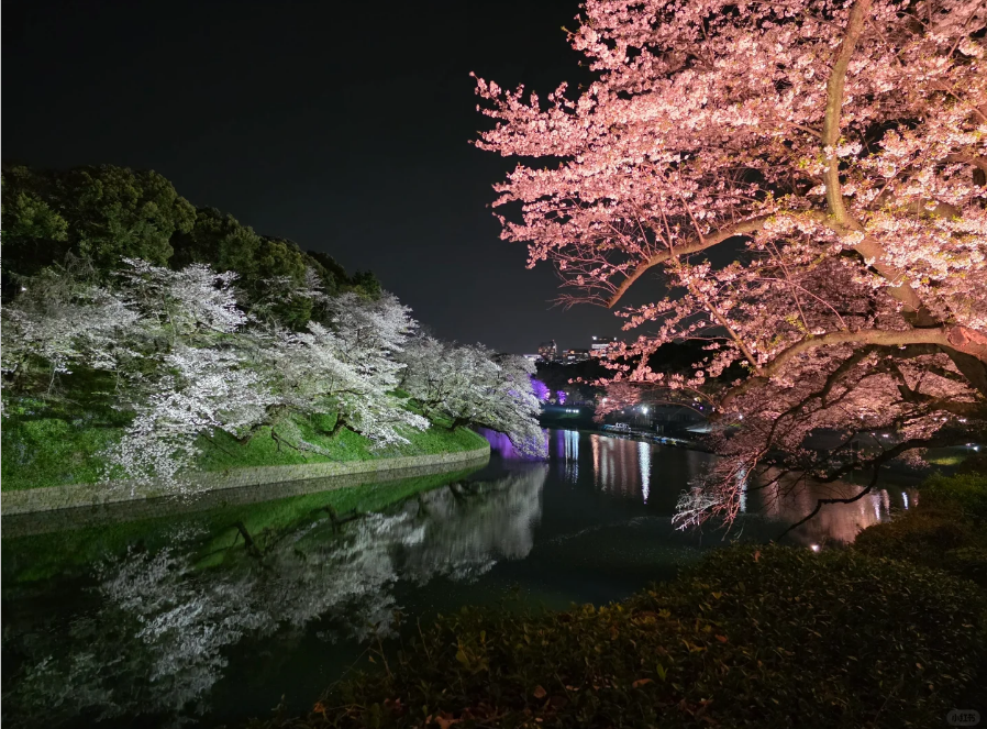 東京夜桜—千鳥ケ淵です🌸
