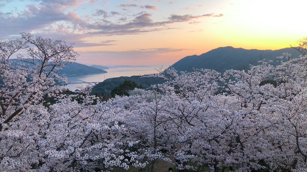 nanagonta's tweet photo. 360℃桜ってやつ

#桜 #夕日 #しまなみ海道 #桜フォトグラフ  #愛媛 #伯方島 #開山公園 https://t.co/5OA8fV95qZ