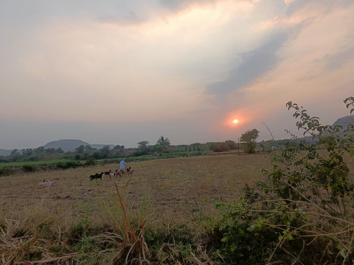 Shirish36205110's tweet photo. आम्ही धनगर धनगर या रानाची पाखरं l 
चला निसर्गाच्या कुशीमध्ये ❤️ #Long_Weekend https://t.co/ScWxOw91Qq