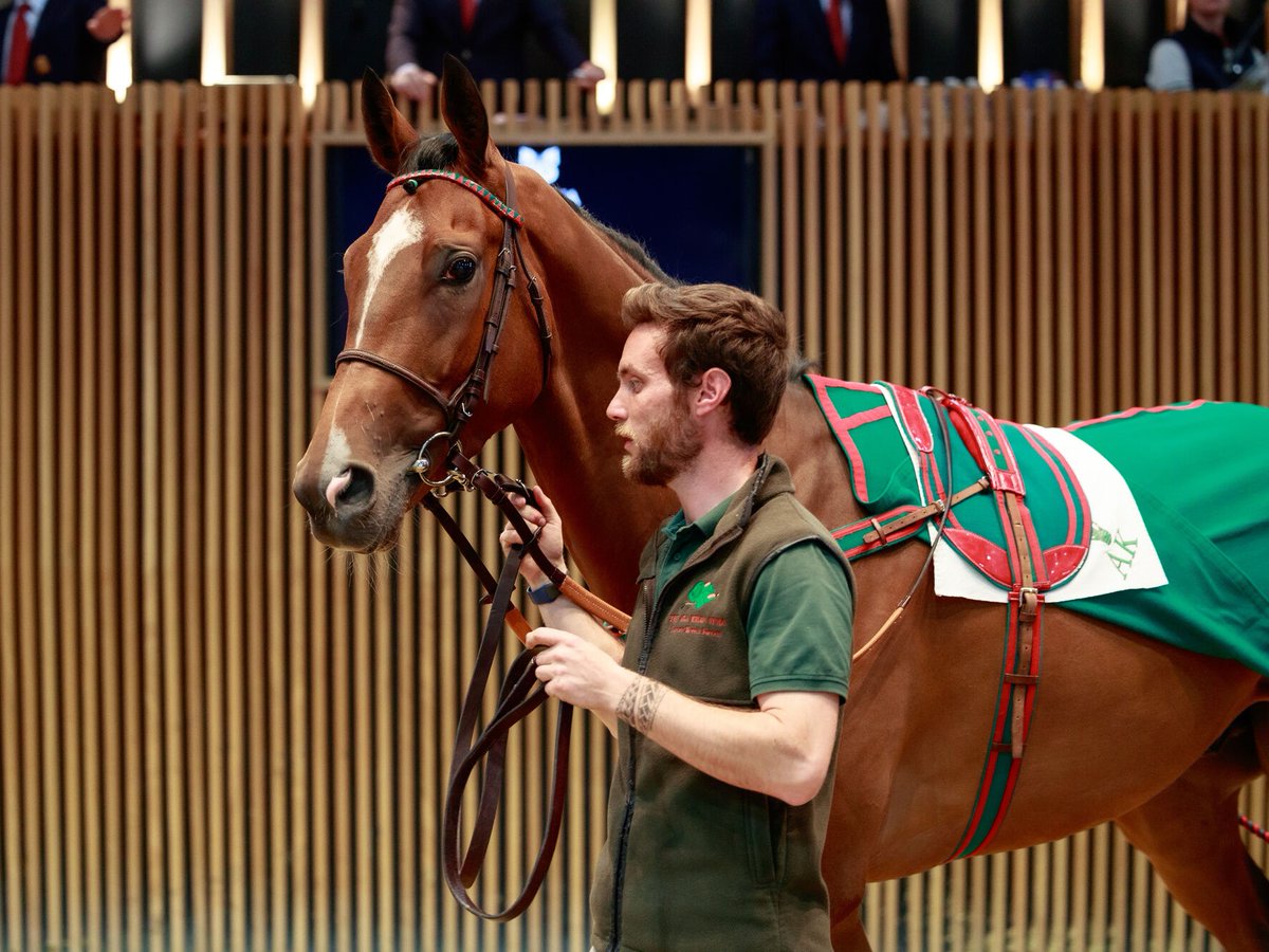 AgaKhanStuds's tweet photo. 🥇 An impressive 11-length win in the Novices' Hurdle @TauntonRacing for Aga Khan Studs-bred #Nardaran.
The 4yo son of Waldgeist and #Narniyn was sold to @TMBloodstock and @PFNicholls at last year's @InfoArqana Summer Sale. Well done to his connections! https://t.co/kYi0jXFmyU