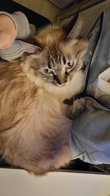 いつも膝に猫乗せながら絵描いてるからエグめの肩凝りなのでは……かわいいから仕方ないな🐱 