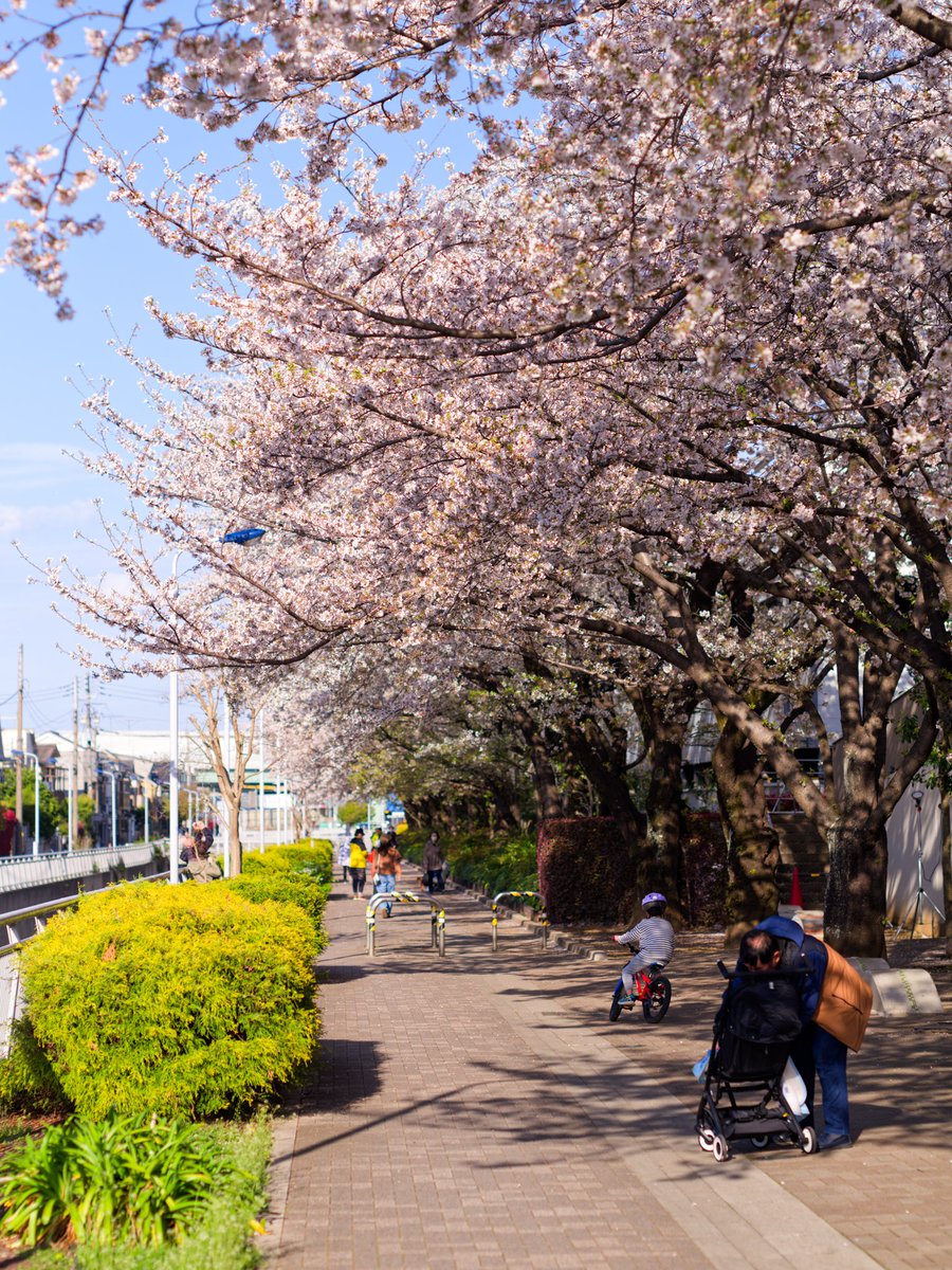 hiro_sj30's tweet photo. 大泉学園界隈の桜景色。
やっぱりデカいカメラでファインダー覗いて撮りたくなるんです。 #PENTAX645Z #PENTAX67_105mm #練馬区 #PENTAX #桜フォトグラフ #大泉学園 #桜 https://t.co/G4FU5xQvBR