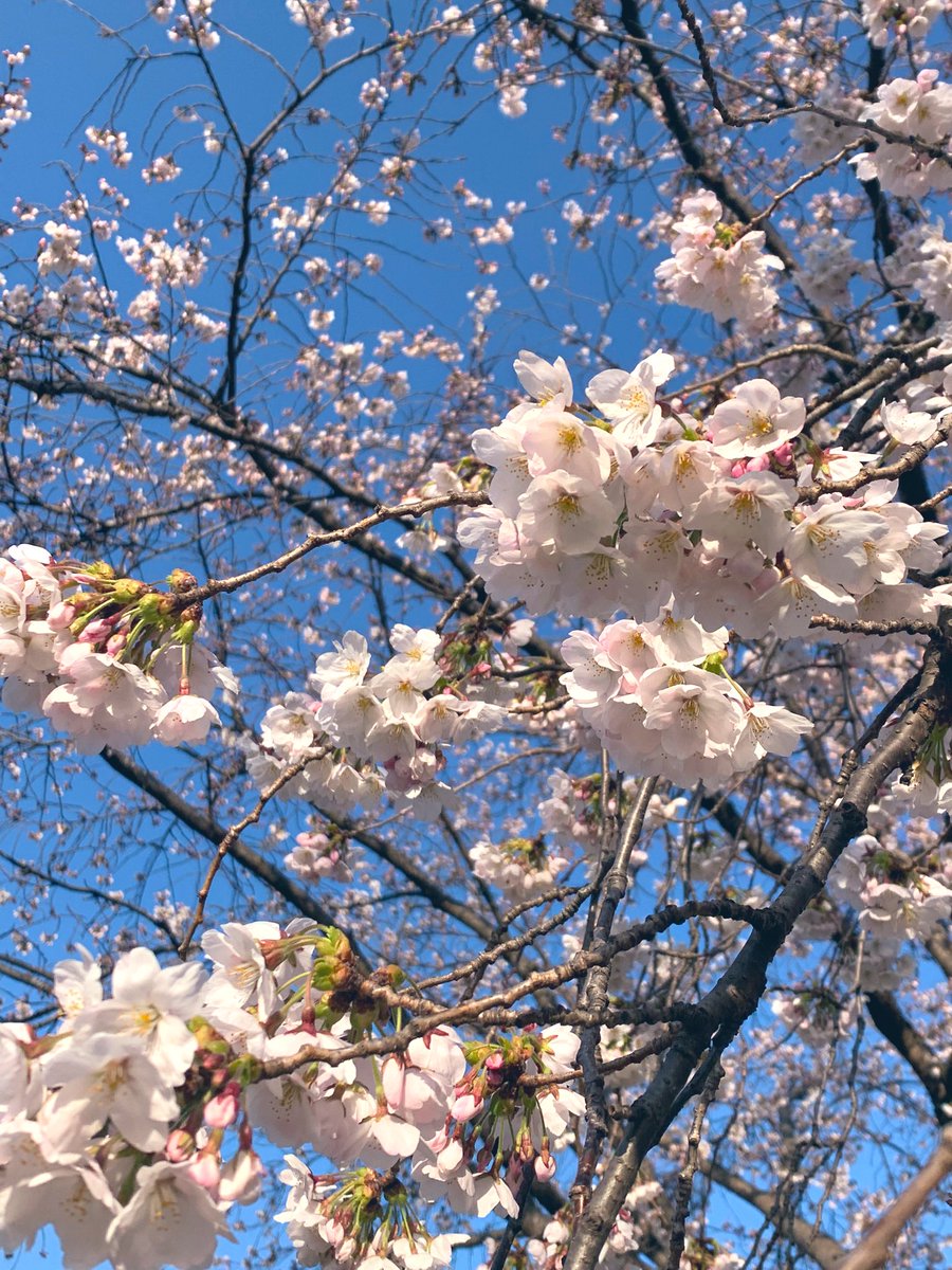 926_coco's tweet photo. 仕事帰りにお花見〜🌸
桜に合わせてほんのりピンクの柔らかいマグ♡

 #ネイル  #セルフネイル https://t.co/491Y7BQJxD