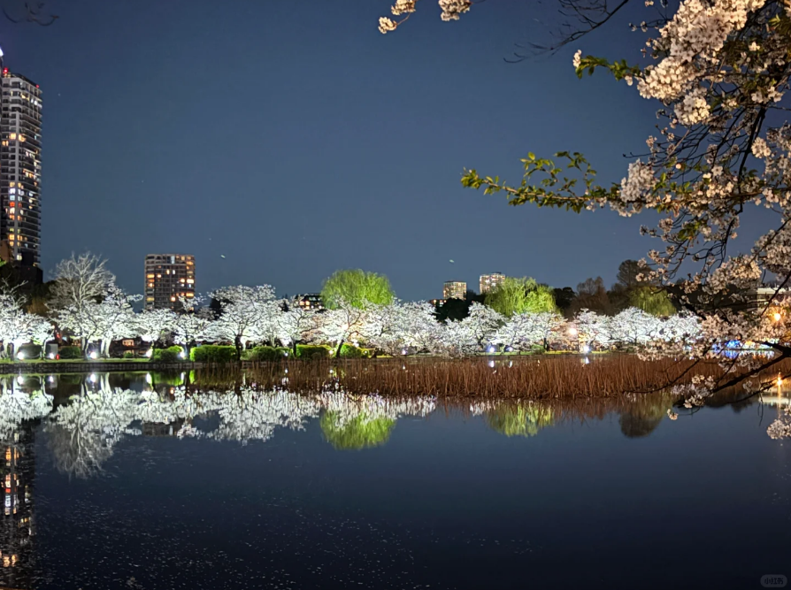 上野恩賜公園花見です🌸