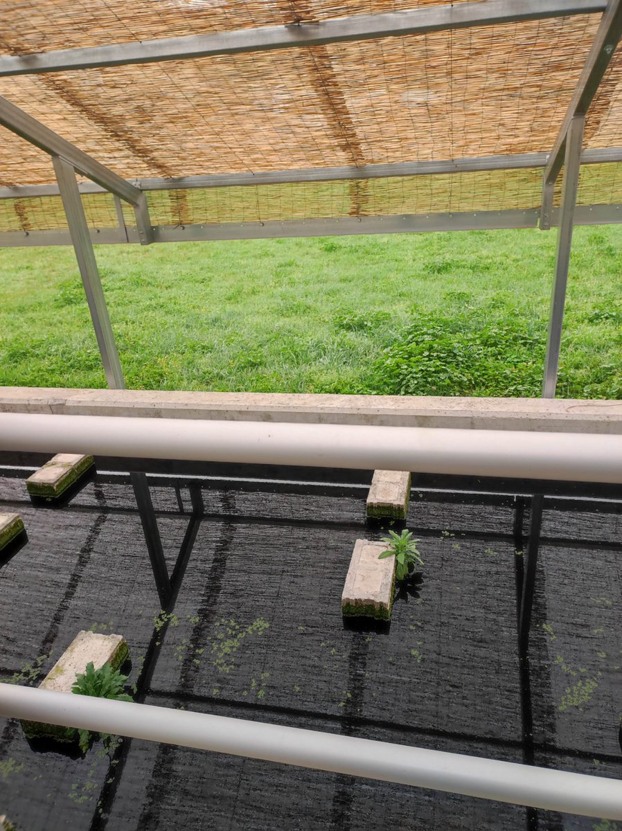 💧 Last Friday, <a href="/sorigue_/">Sorigué</a> &amp; Universitat de Girona visited the #BIODAPH reactors at Quart WWTP 

🛠️ Nature-based reactors improving the #Onyar River

🦆 One duck inside a reactor, another on top — local wildlife approves.
👉 Can you spot them?

#NatureBasedSolutions #LIFEproject