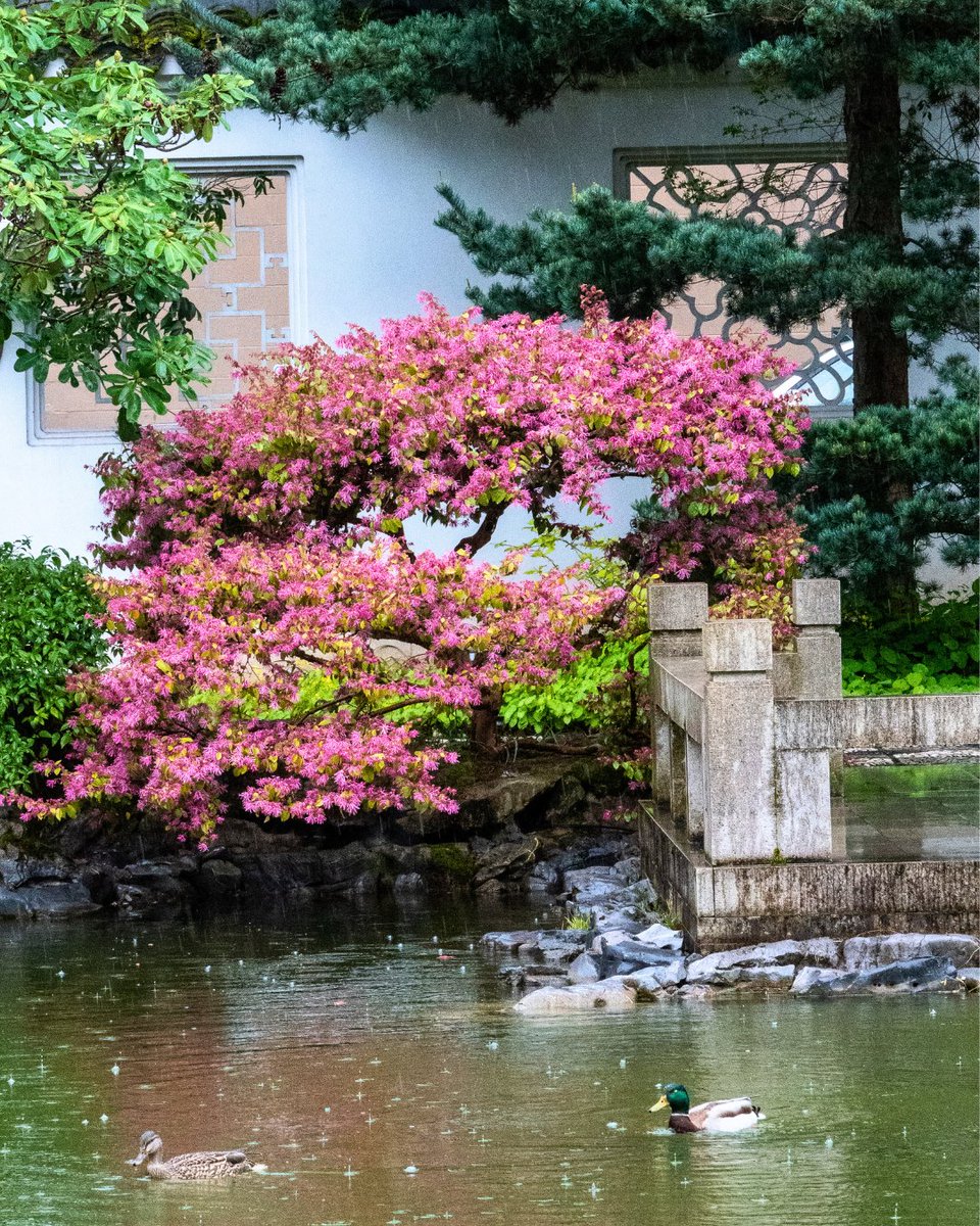 #PlantWednesday 🌿 Meet the Chinese Fringe Flower (Loropetalum chinense), known for its delicate, fringed petals — a nod to traditional #hanfu clothing. At Lan Su, find purple-leaved magenta blooms and white-flowered green leaves near the teahouse. 🌸✨
📷 by Charlie Zhang