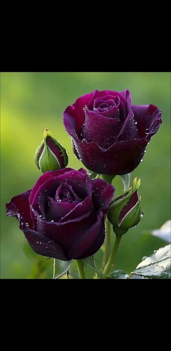 Üniversite Memurlarının Sorununun Tek çözümü  Merkezi Tayin Yönetmeliğidir!
 Bunun haricindeki uygulamalar sorunu çözmekten uzaktır
 Devlet memuru arasında ayrım yapmaz  Zorlaştırmayın Kolaylaştırın.
<a href="/RTErdogan/">Recep Tayyip Erdoğan</a> 
<a href="/YuksekogretimK/">Yükseköğretim Kurulu (YÖK)</a> <a href="/erolozvar/">Erol Özvar</a> <a href="/batikanaksoy/">Batıkan Aksoy</a> 
#MerkeziTayinUnvYe