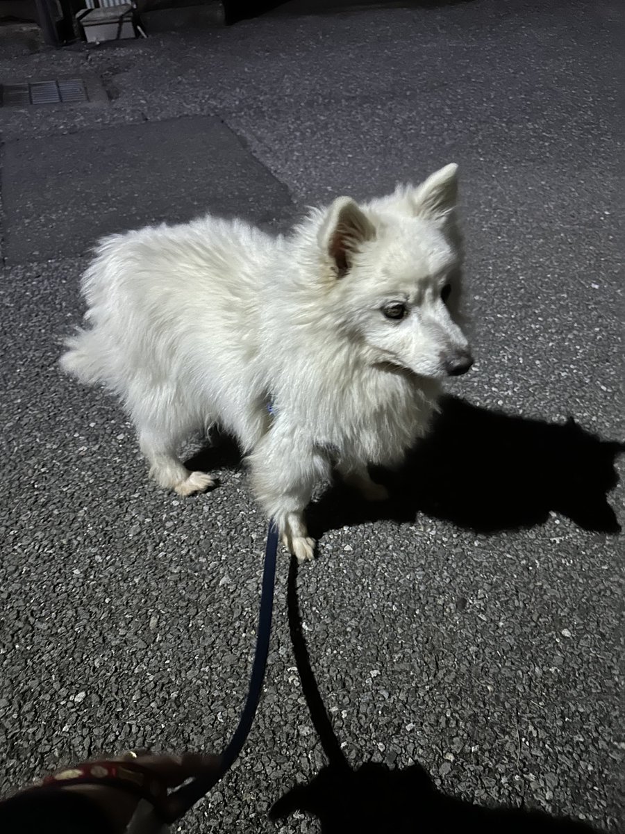 tkm__38's tweet photo. 4/9 22時頃、宇都宮市陽東で老犬拾いました
白のスピッツ？雑種？
水色チェック柄の首輪付いてました
リードは私の家にあるもので、逃げないように一時的に付けました
宇都宮東警察署に預けています
もし飼い主さんがXで検索していたら、問い合わせてください https://t.co/8zOqDv94OO