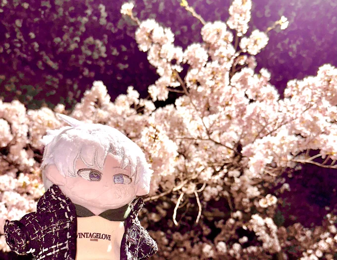 桜だよー