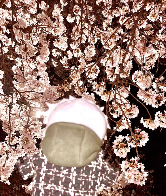 桜だよー