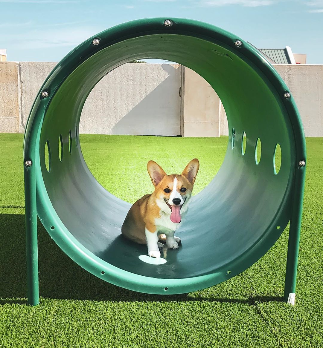 444social's tweet photo. Sunshine, fresh air, and happy tails! 🐶☀️ https://t.co/ujzmsIVLIy