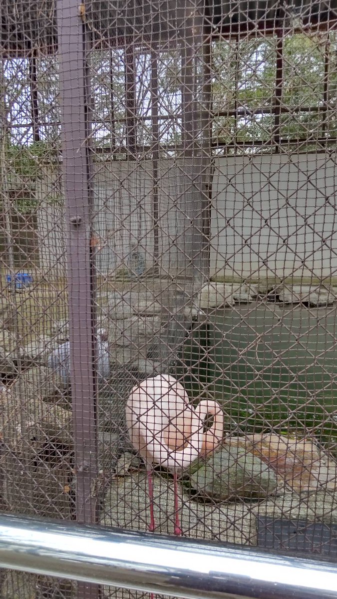Asahisinitirou's tweet photo. 最近出会った虫達‼️
これから暖かくなるので、もっと出会えるかな👀 https://t.co/QV4IsK23gZ