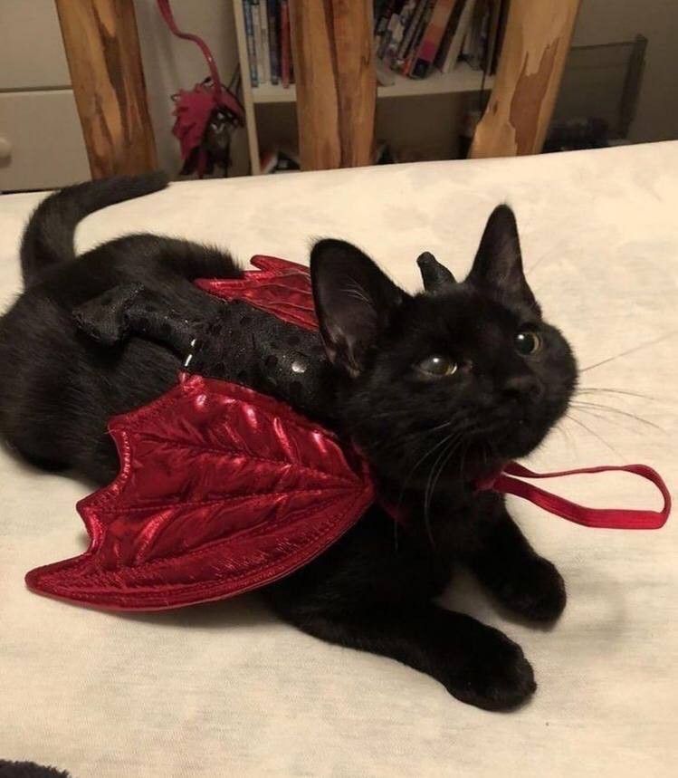 Black cats are not bad luck (@visualscat) on Twitter photo 