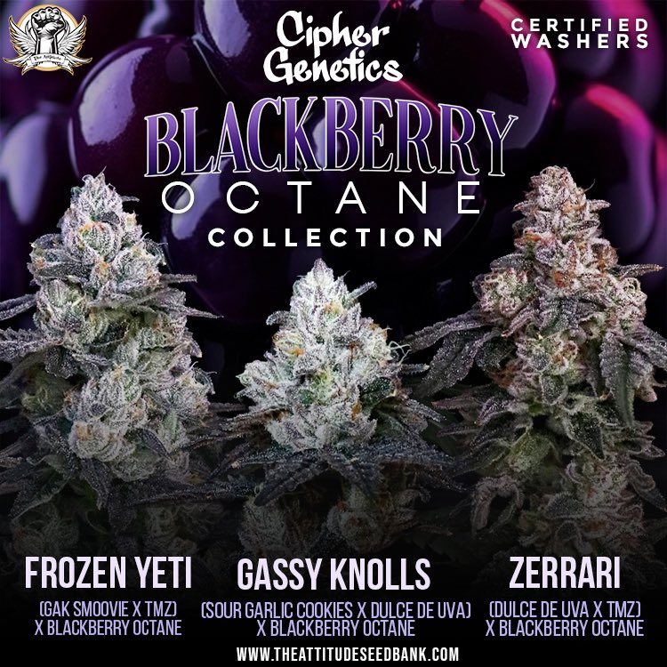 attitudeseeds's tweet photo. 3 new certified washers from Cipher Genetics and 707 Grows Collab https://t.co/AbCiDXWwdc