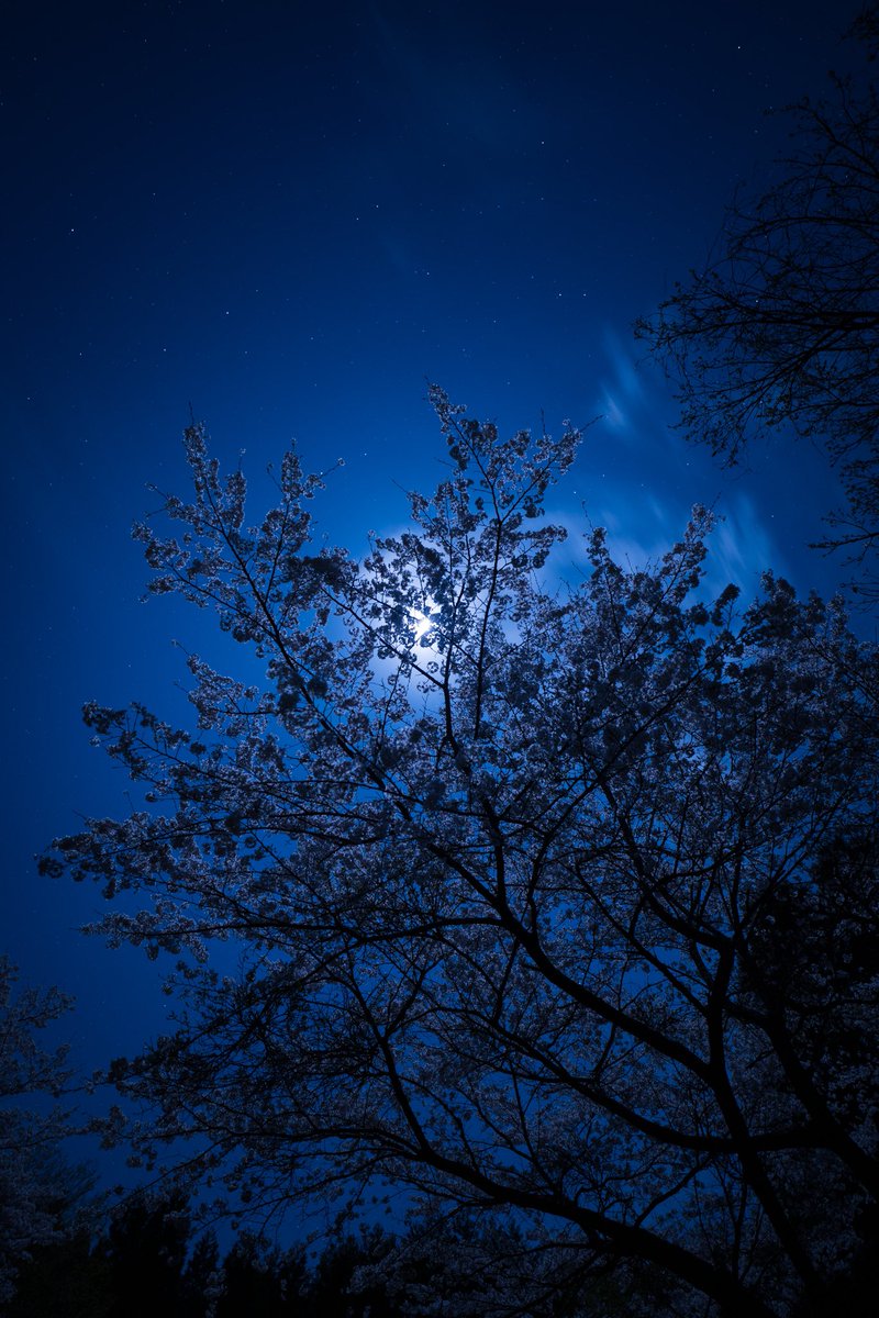 月明かりが綺麗...