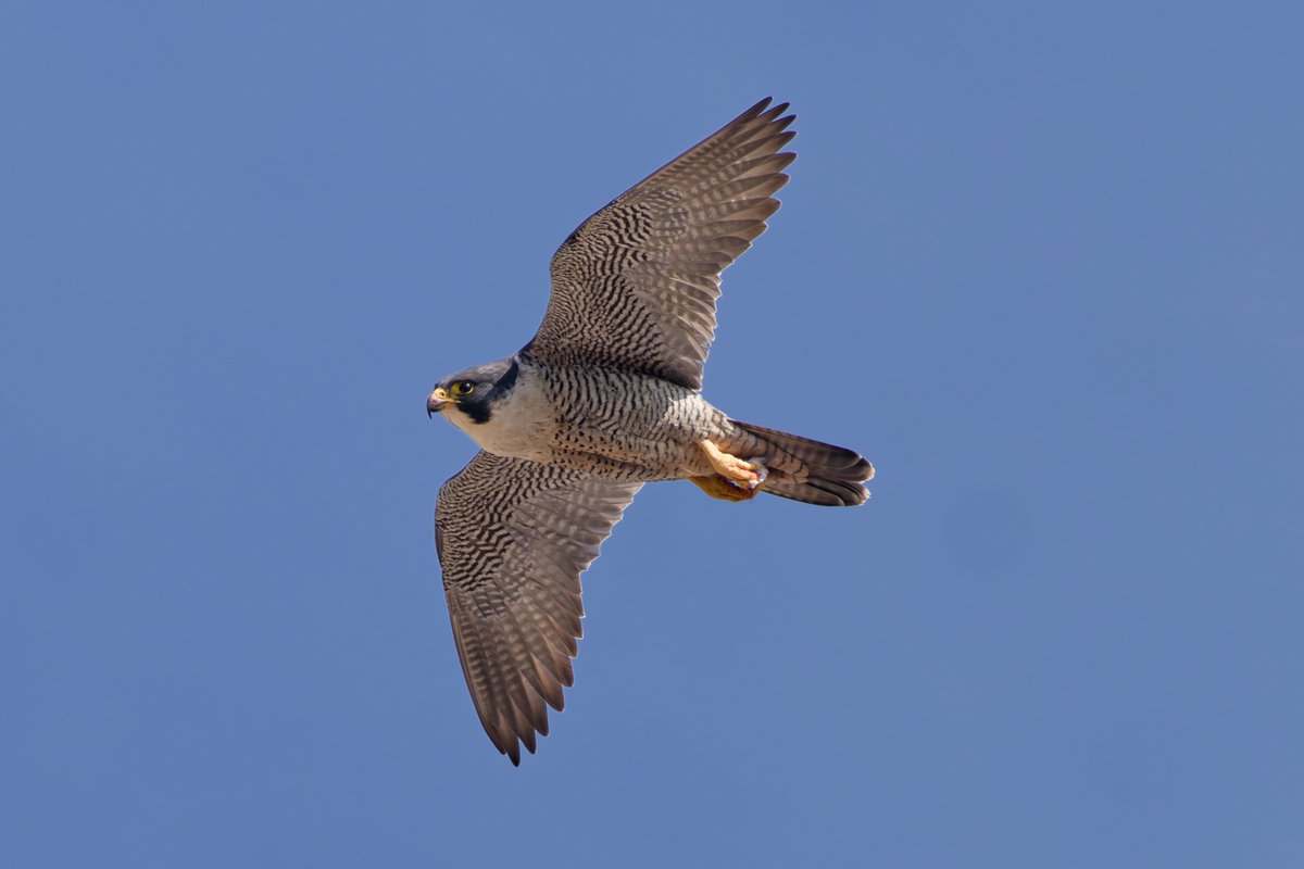 Michael80798575's tweet image. My local peregrine in the west Midlands @Natures_Voice @RSPBbirders @RSPBEngland @WestMidBirdClub @BBCSpringwatch #peregrine