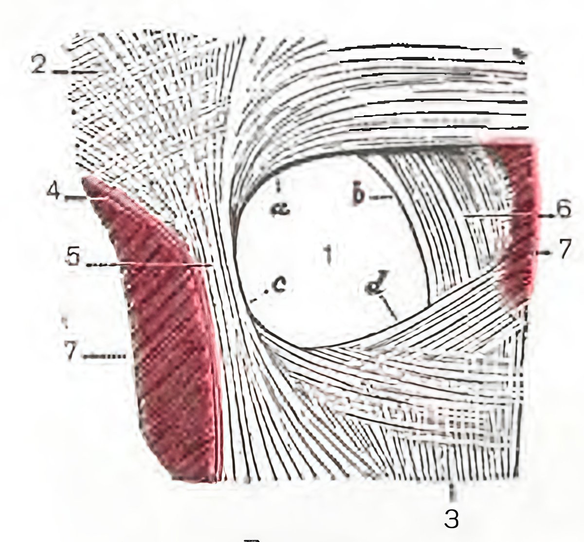 Estoy preparando el mejor vídeo de anatomía del diafragma disponible en todo el Internet en español.