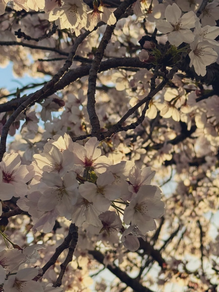 木下湧仁 (@yjn_mushroom) / Posts / X