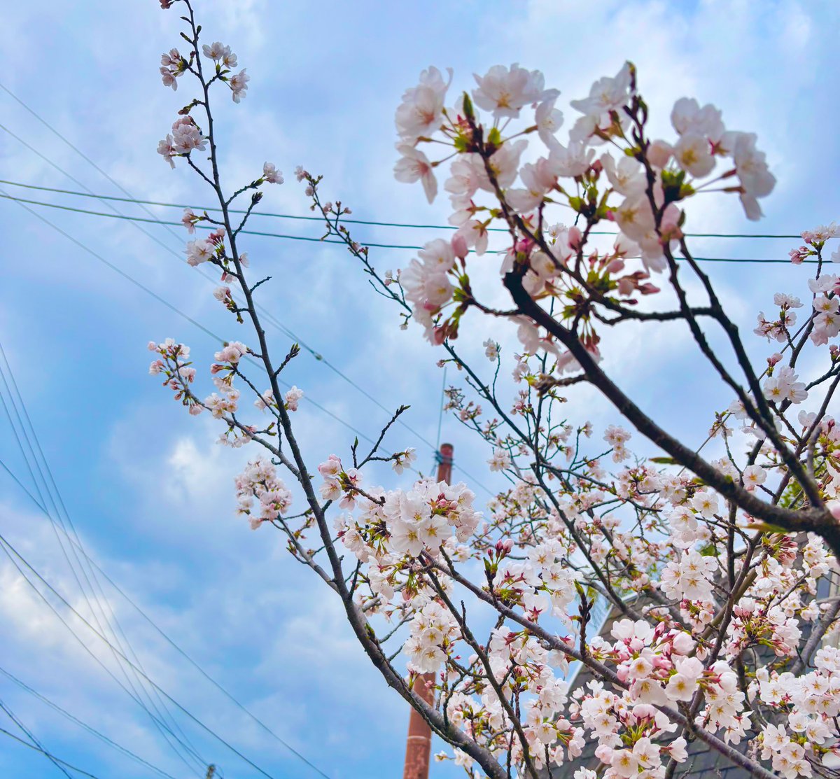 LIN1466695's tweet photo. お久しぶりです🌸

薬剤師になって早1年。色んな変化があったなぁとしみじみ感じてます。理想と現実のギャップにもだえながら、周りの人に支えてもらって成長することができました。
今年度は新人指導を任され、ついに明日からスタート。教えつつ、私も成長できる良い機会にできるよう頑張ります！！ https://t.co/KLed0OJJYI