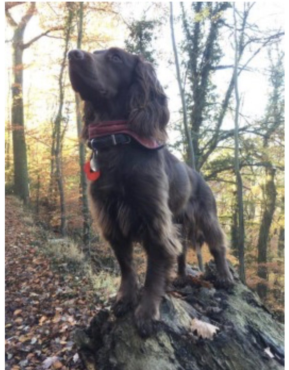 rosieDoc2's tweet photo. #SpanielHour 

DONT STOP 🛑 LOOKING 👀 FOR WILLOW 

#Stolen 17/9/18 #Homer #MuchWenlock #Shropshire #TF13 

Adult SPAYED/CHIPPED - all brown #Sprocker #Spaniel  

https://t.co/UQeSy0vYYu

@juliagarland73 @RachaelB100 @ShropshireStar @02031961pat @MillieOTLFP @KarenFi51820768 https://t.co/sLoCBLb1D0