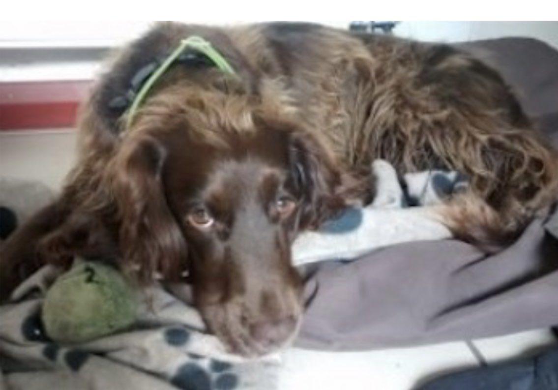 rosieDoc2's tweet photo. #SpanielHour 

DONT STOP 🛑 LOOKING 👀 FOR WILLOW 

#Stolen 17/9/18 #Homer #MuchWenlock #Shropshire #TF13 

Adult SPAYED/CHIPPED - all brown #Sprocker #Spaniel  

https://t.co/UQeSy0vYYu

@juliagarland73 @RachaelB100 @ShropshireStar @02031961pat @MillieOTLFP @KarenFi51820768 https://t.co/sLoCBLb1D0