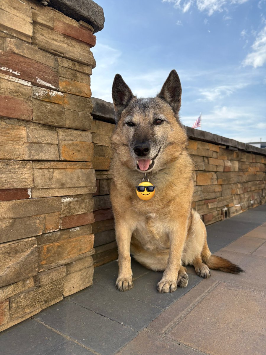 2PeasnaPod2's tweet image. My PA removed the original post. Get it together, woman! Side note: I think I look like a giant in this photo. 
#DogModel
