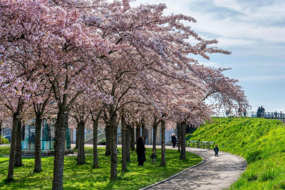 DorteHedengran's tweet photo. Beautiful blooming sakura. On April 26th and 27th 2025 is the Copenhagen Sakura Festival, and it´s usually popular🌸
#Denmark #SonyAlpha #NaturePhotography #April9th #photooftheday #WednesdayVibes #WednesdayMood #Wednesday #CherryBlossoms
📸Dorte Hedengran https://t.co/z2DwTbyroY