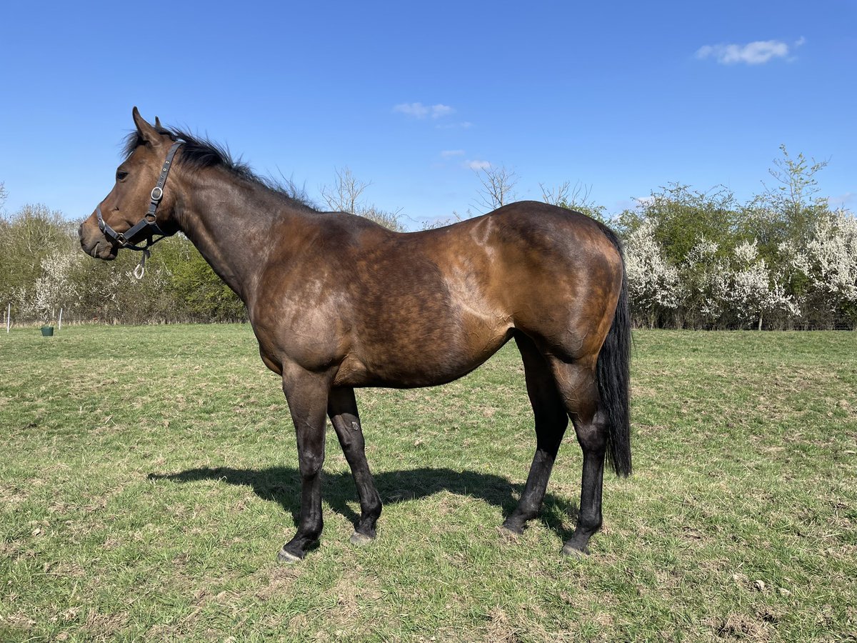 Our very own SADIIGAH looking well after being scanned in foal to <a href="/OverburySires/">Overbury Stallions</a> exciting young sire CATURRA. 

Sadiigah herself is the dam of 4 winners from 5 runners and a full sister to dual black type winner and producer REGAL REALM.

Sourced by <a href="/arthur_dobell/">Arthur Dobell</a> from