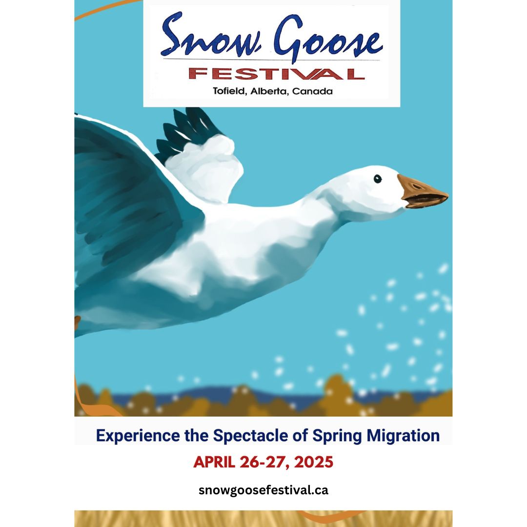 Get outdoors &amp; celebrate nature this spring at the 2025 Snow Goose Festival in Tofield! 🪿
Join us April 26-27 for guided tours, a tradeshow, banquet &amp; more! 
🎟️Get your tickets: snowgoosefestival.ca
Want to #volunteer? Check out opportunities: snowgoosefestival.ca
