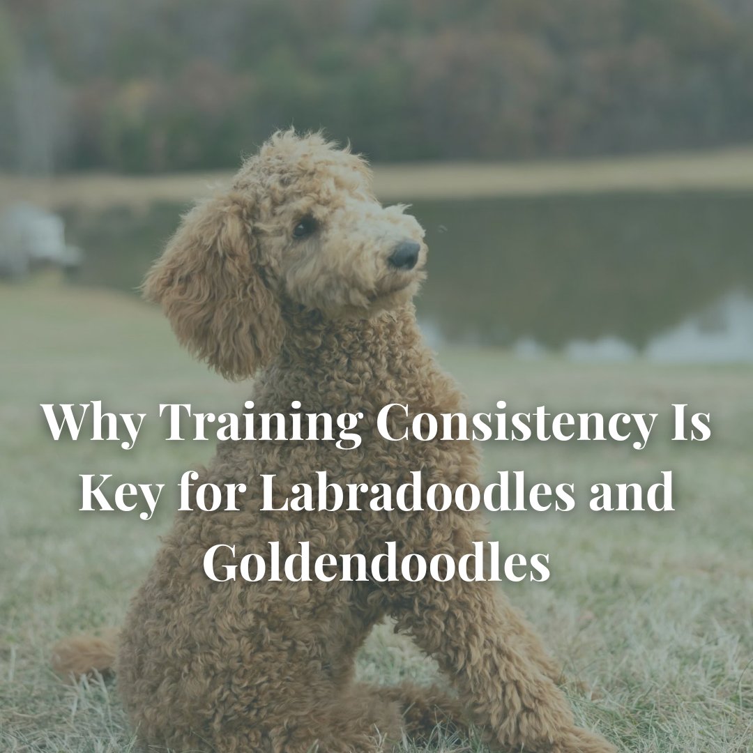 3 Tips for Consistent #PuppyTraining:

👏 Use the same verbal cues and hand signals for commands.

🥇 Reward desired behaviors immediately to reinforce learning.

⌛ Set a regular schedule for training sessions.

🔗 Read the full article here: bit.ly/4j1ycaP