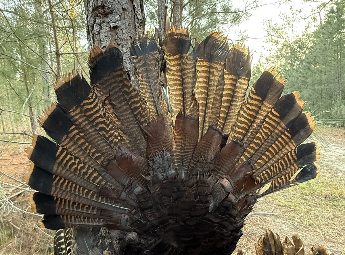 GobblerChaser's tweet photo. On the board in SC… thank you Lord for letting me see it one more time. https://t.co/Nikpn0Bbil