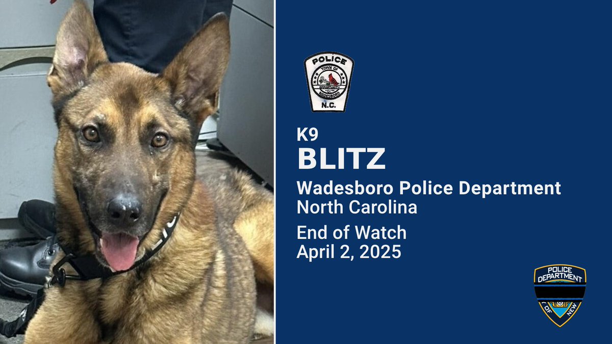 NYPDnews's tweet photo. We send our condolences to the Wadesboro Police Department for the loss of their four-legged partner, K9 Blitz, who died while trying to arrest a suspect while on duty. He served the department for 2 months. Rest in peace, Blitz🐕 https://t.co/GwdHM8zPhB