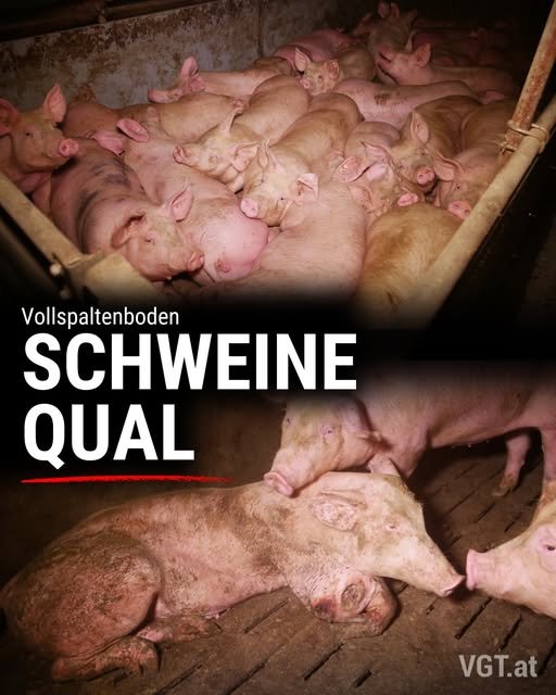 VGT - VEREIN GEGEN TIERFABRIKEN tweet media
