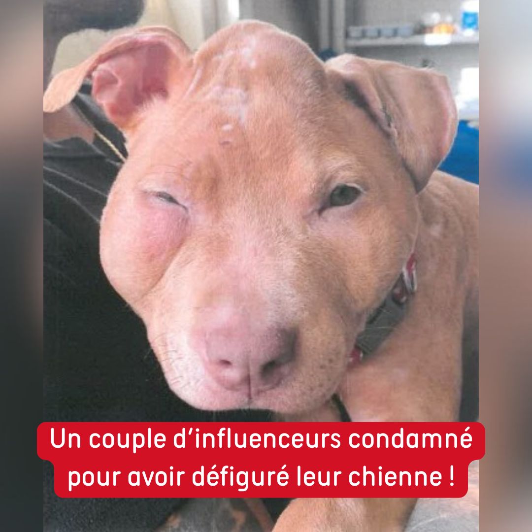 30millionsdamis's tweet photo. Retour sur l'histoire de Texas, rebaptisée Hopie :
Le verdict est désormais définitif pour l'influenceur « Rop ». Le jeune homme est condamné à deux ans de prison pour sévices graves sur la jeune chienne Texas, privée de soins et de nourriture. 👉https://t.co/2D8uxPh6pL https://t.co/we4436kH9W
