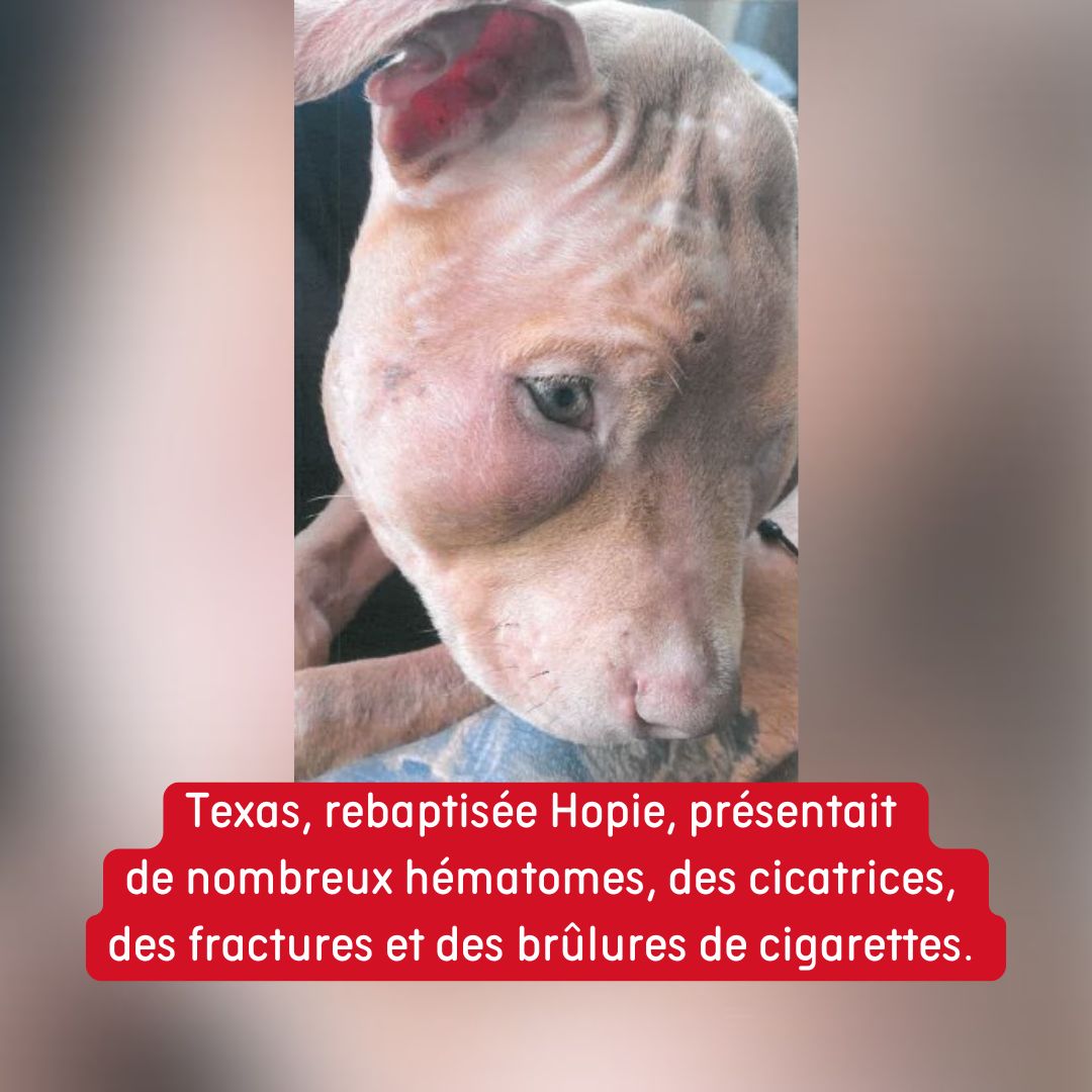 30millionsdamis's tweet photo. Retour sur l'histoire de Texas, rebaptisée Hopie :
Le verdict est désormais définitif pour l'influenceur « Rop ». Le jeune homme est condamné à deux ans de prison pour sévices graves sur la jeune chienne Texas, privée de soins et de nourriture. 👉https://t.co/2D8uxPh6pL https://t.co/we4436kH9W