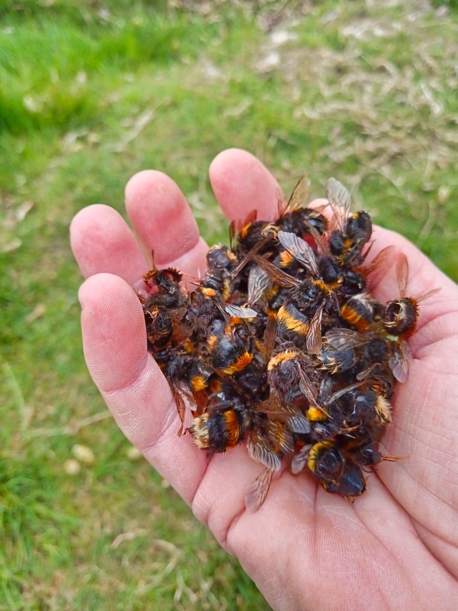 mitchellsnik's tweet photo. Really worrying to find absolutely hundreds of dead bumblebees along the margins of this field.  #bumblebee https://t.co/lRJ9eUiKzq